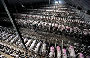 Factory Farming